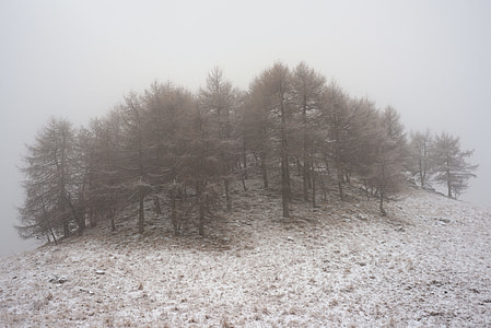 photo og trees in the middle of fog thumbnail