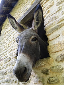 gray donkey on window of beige building thumbnail