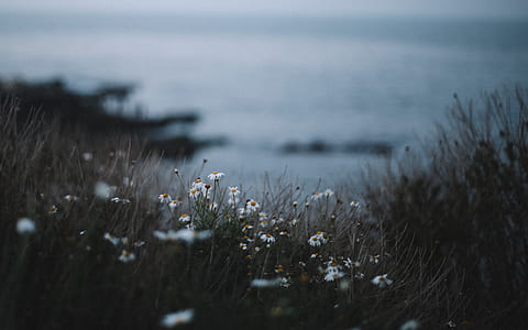 selective focus photo of white petaled flowers along grass field near bodies of water at daytime thumbnail