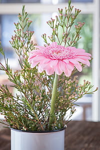 garden, petals, pot, flower thumbnail
