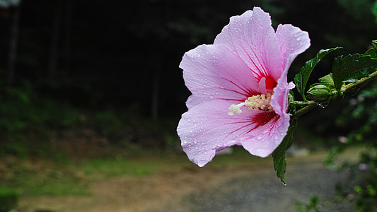 pink flower in macro shot thumbnail