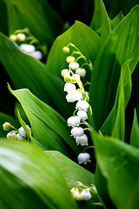 selective focus photo of white petaled flowers thumbnail