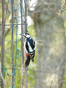 Great Spotted Woodpecker thumbnail