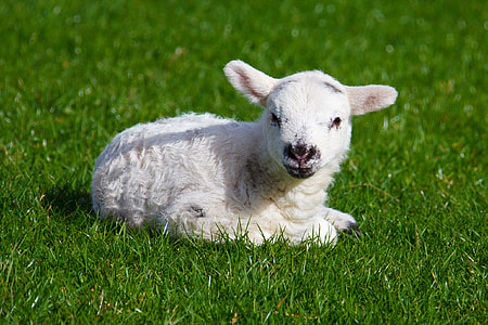 white sheep on green grass lawn thumbnail