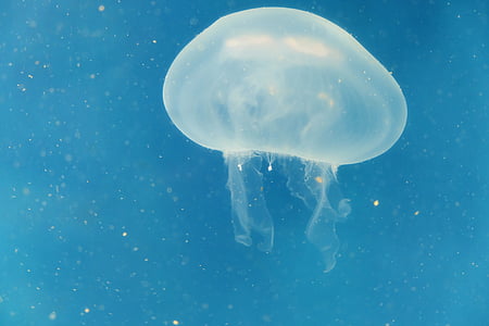 jellyfish underwater thumbnail
