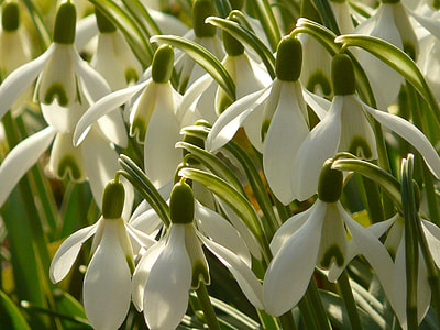 white flowers thumbnail