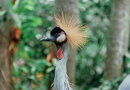 Close-up Photograph Of Bird thumbnail