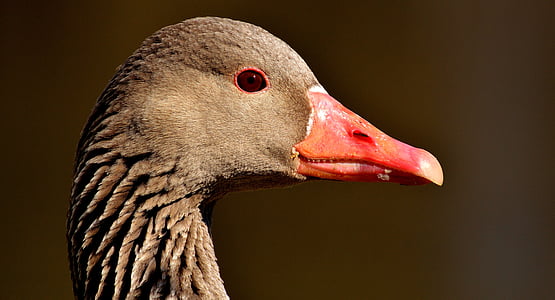 macro shot of brown and red duck thumbnail