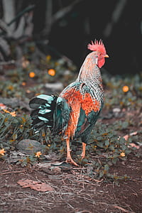 blue, white, and red rooster walking on green grass selective focus photography thumbnail