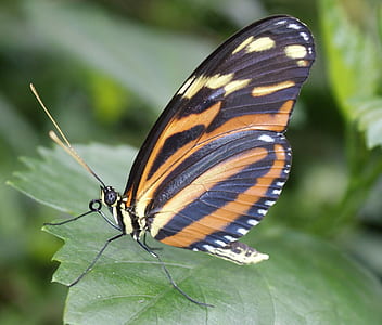 brown and black butterfly thumbnail