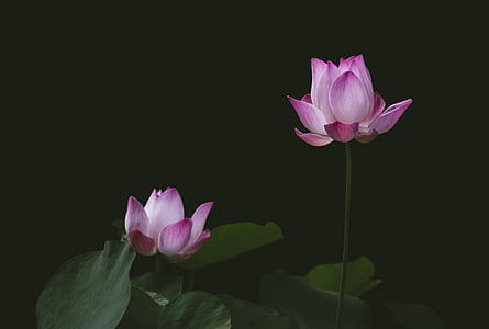 Close-up Photography of Lotus thumbnail