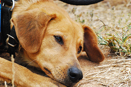 adult yellow Labrador retriever with black collar on focus photo thumbnail