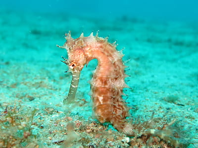 brown seahorse thumbnail