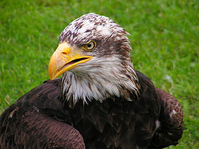 white and brown eagle thumbnail