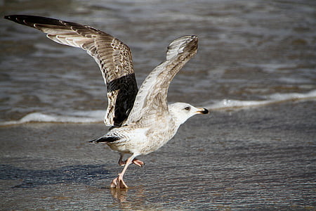 seagull spreading wings on shore thumbnail