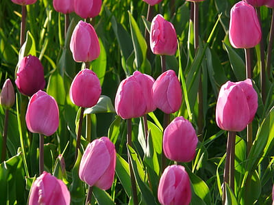 field of pink tulips thumbnail
