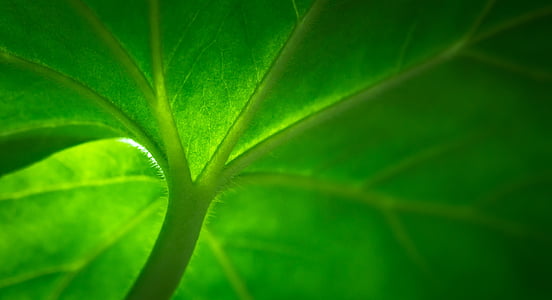 closeup photo of plant stem thumbnail