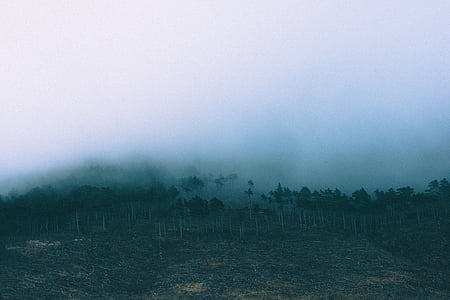 trees surrounded by fog thumbnail