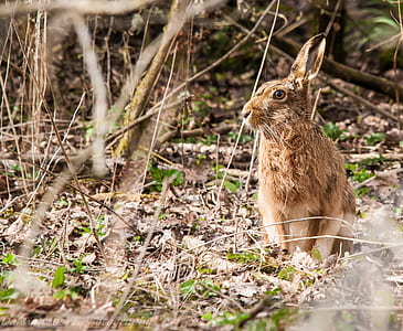 wildlife photography of brown hare sitting on ground during daytime thumbnail