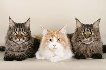 three white and grey cat sitting on white sofa thumbnail