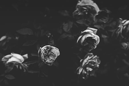grayscale photography of rose flowers thumbnail