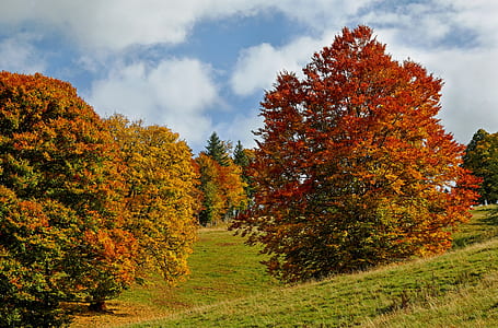 green leaf tree at daytime thumbnail