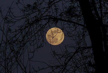 full moon behind the tree thumbnail