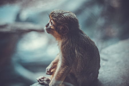 grey monkey sitting thumbnail
