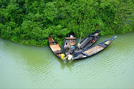 four brown wooden canoes floating on water beside green leafed plants thumbnail