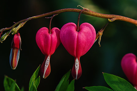 three flowers on branch thumbnail