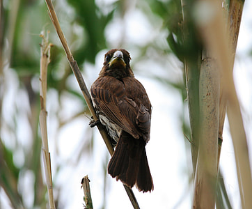 Thick-Billed Weaver, Bird thumbnail