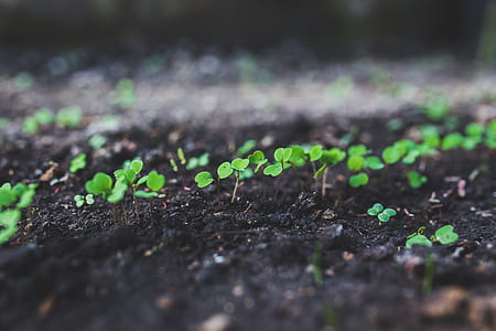 macro shot photography of green leafed plant thumbnail