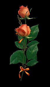 photography of orange rose thumbnail