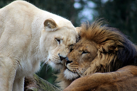 brown lion and white lioness photo thumbnail