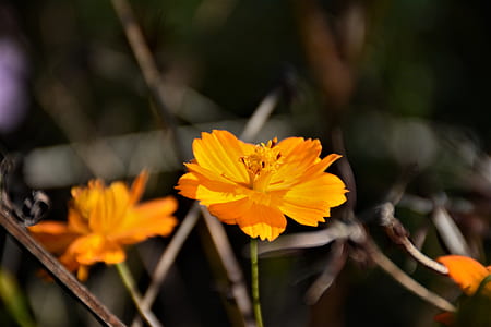 Selective Focus Photography of Yellow Tithonia Flowers thumbnail