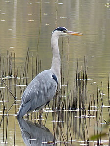 white crane standing on body of water during daytime thumbnail