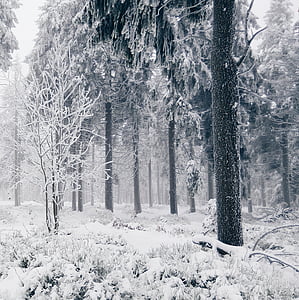 withered trees during winter season thumbnail