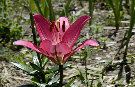 green leafed plant with pink flower thumbnail