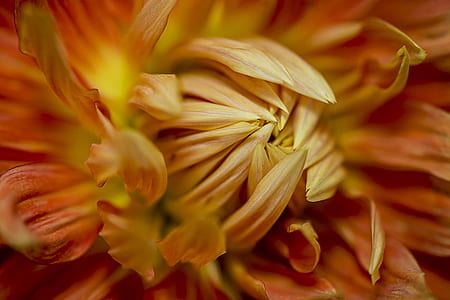 macro photography of orange chrysanthemum in bloom thumbnail