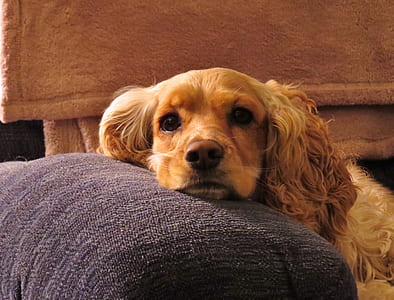 closeup photo of tan cocker spaniel on sofa thumbnail