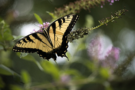 selective focus photography of tiger swallowtail butterfly perching on purple flower thumbnail