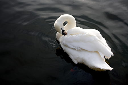 mute swan on water thumbnail
