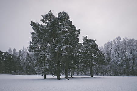 landscape photography of green leafed trees thumbnail