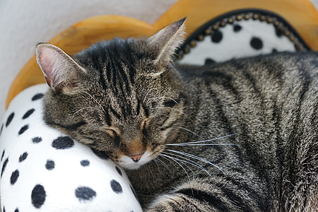 sleeping silver tabby cat thumbnail