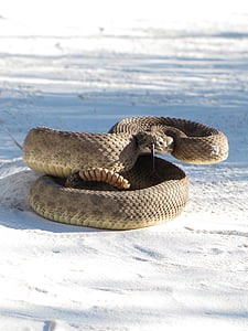 rattle snake on sand thumbnail