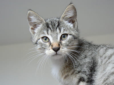 gray and black tabby kitten in macro lens photography thumbnail