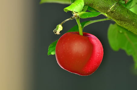 shallow focus photography of red apple thumbnail