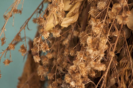 Dried plants thumbnail