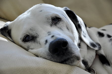 white and black dalmatian on sofa thumbnail