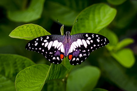Close-up Photography of a Butterfly thumbnail